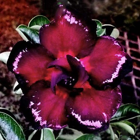 Adenium Obesum Double Flower BLACK & WHITE (семена)