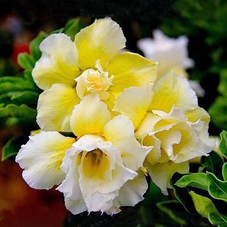 Adenium Obesum Double Flower YELLOW DIAMOND (семена)