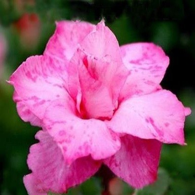 Adenium Obesum Triple Flower PINK DALMATIAN (семена)