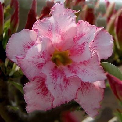 Adenium Obesum Double Flower EXOTIC LOVE (семена)