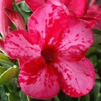 Adenium Obesum Desert Rose PINK DALMATIAN (семена)