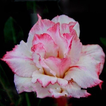 Adenium Obesum Triple Flower BEAUTY ROSE (семена)