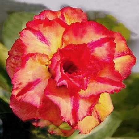 Adenium Obesum Triple Flower JUPITER GLOW (семена)