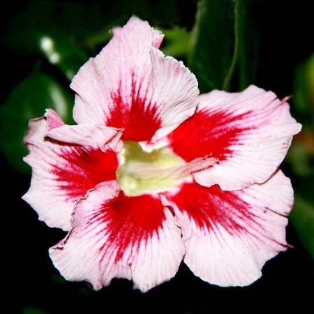 Adenium Obesum Desert Rose MERRY CHRISTMAS (семена)