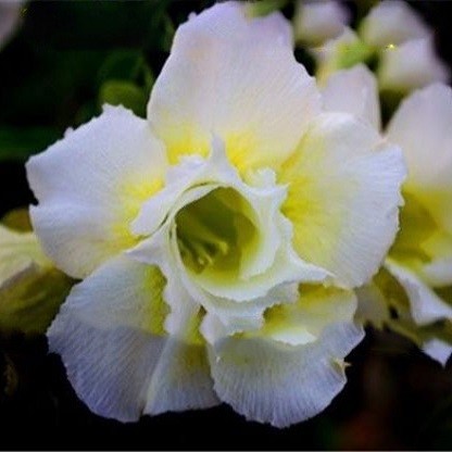 Adenium Obesum Double Flower POP CORN (семена)