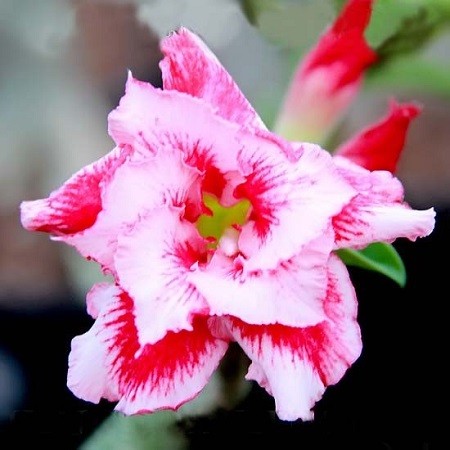 Adenium Obesum Double Flower IRON MAN (семена)