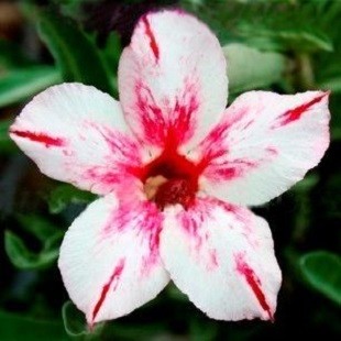 Adenium Obesum Desert Rose SPARKLING WINE (семена)