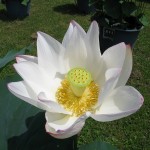 Nelumbo NUCIFERA WHITE или Лотос Орехоносный Белый