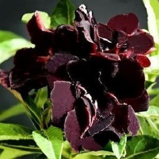 Adenium Obesum Triple Flower BLACK KING (семена)