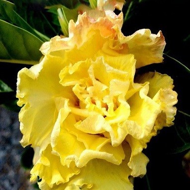 Adenium Obesum Quintuple Flower YELLOW ROSE (семена)