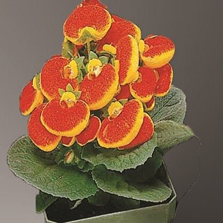 Calceolaria HERBEOHYBRIDA или Кальцеолярия Гибридная (семена)