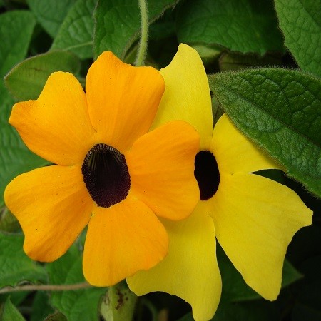 Thunbergia ALATA или Тунбергия Крылатая (семена)