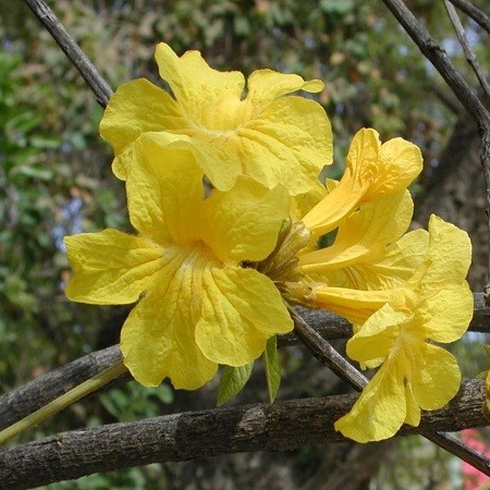 Tabebuia CHRYSOTRICA или Табебуйя Золотистая (семена)