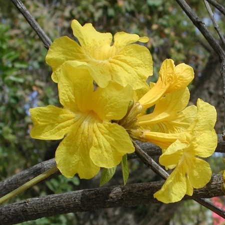 Tabebuia CHRYSOTRICA или Табебуйя Золотистая (семена)