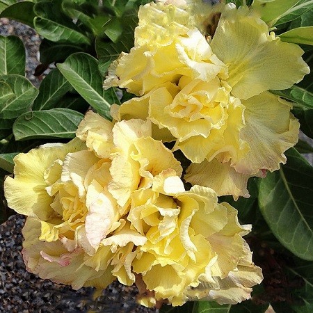 Adenium Obesum Quatro Flower ROYAL YELLOW (семена)