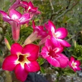 Adenium Obesum Desert Rose PINK NEON (семена)
