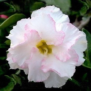 Adenium Obesum Triple Flower WHITE BEAUTY (семена)