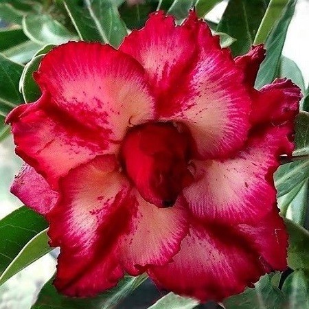 Adenium Obesum Triple Flower SAND DUNE (семена)