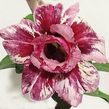 Adenium Obesum Double Flower PLUM PASSION (семена)