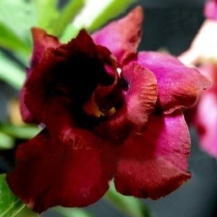 Adenium Obesum Double Flower BROWNY (семена)