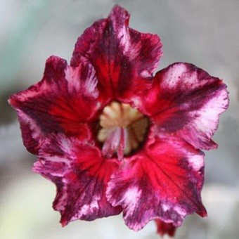 Adenium Obesum Desert Rose SNOW FLAKE (семена)