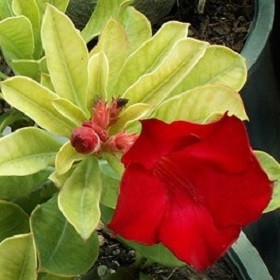 Adenium Obesum Variegated RED TAHITI (семена)