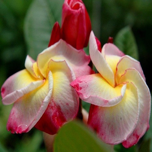 Plumeria BOUCHOMPOO (семена)