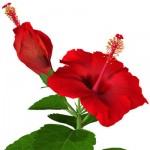Гибискус Красный (растение)
