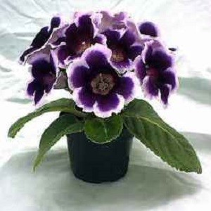 Gloxinia MIXED FLOWERS или Глоксиния (семена)