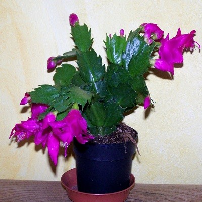 Schlumbergera TRUNCATA или Шлюмбергера Усеченная (семена)