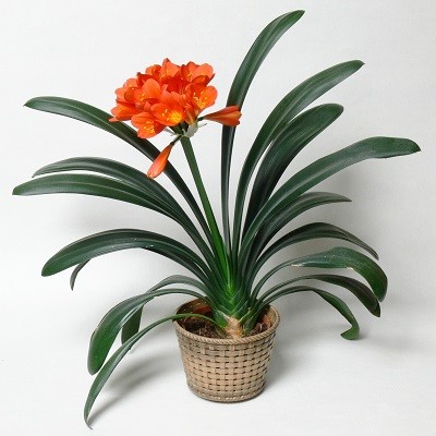 Clivia MINIATA или Кливия Киноварная (семена)