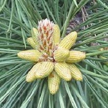 Pinus YUNNANENSIS или Сосна Юннаньская (семена)