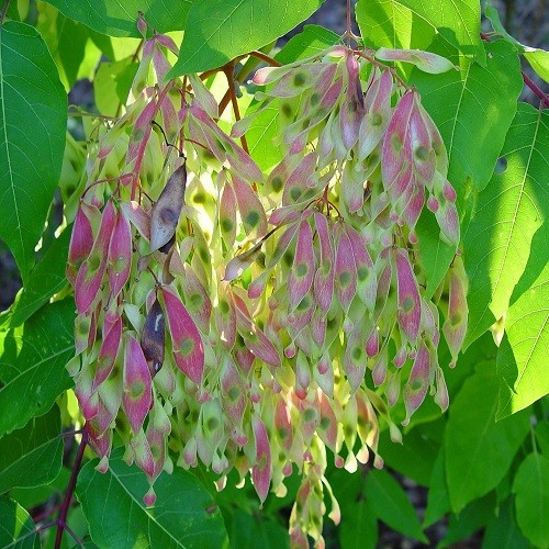 Ailanthus ALTISSIMA или Китайский Ясень (семена)