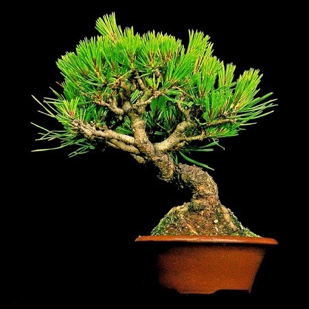 Pinus DENSIFLORA или Сосна Густоцветковая (семена)