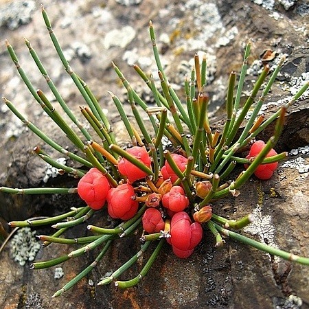 Ephedra CHILENSIS или Хвойник Чилийский (семена)