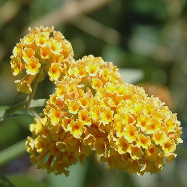 Buddleja GLOBOSA или Буддлея Шаровидная (семена)