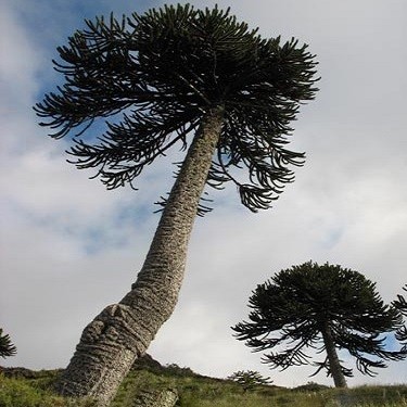 Araucaria ARAUCANA или Араукария Чилийская (семена)