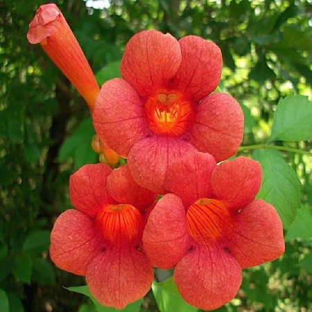 Campsis RADICANS или Капсис Укореняющийся (семена)