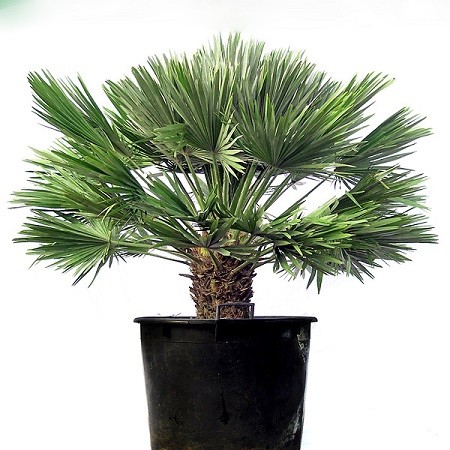 Chamaerops HUMILIS или Хамеропс Приземистый (семена)