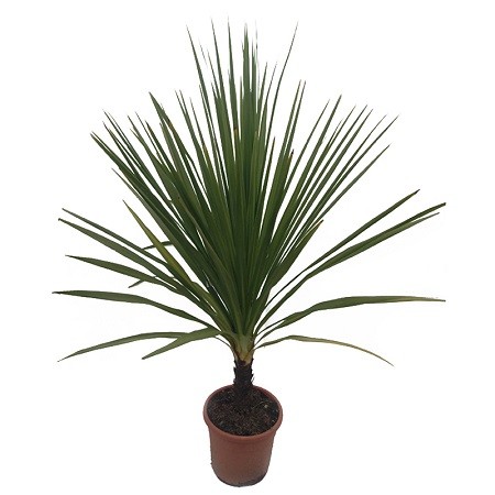 Cordyline INDIVISA или Кордилина Неразделенная (семена)