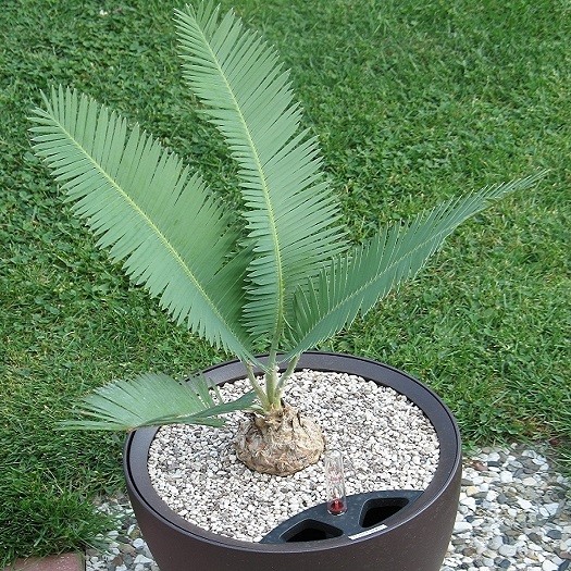 Dioon EDULE или Саговниковая Пальма (семена)