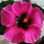 Гибискус MERRY DANCERS