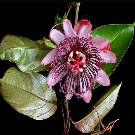 Passiflora AMBIGUA или Пассифлора Сомнительная (семена)