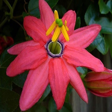Passiflora MOLLISSIMA или Пассифлора Нежнейшая (семена)