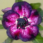 Adenium Obesum Triple Flower PURPLE MANDALA 