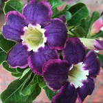 Adenium Obesum Desert Rose COOL BLUES