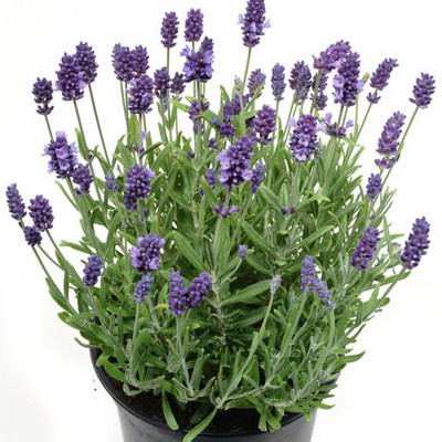 Лаванда Лекарственная (растение)