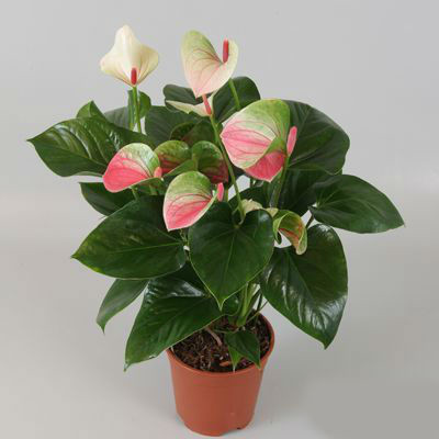 Антуриум АМАЛИЯ ЭЛЕГАНС (растение)