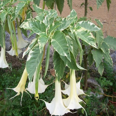 Бругмансия Вариегатная (растение)