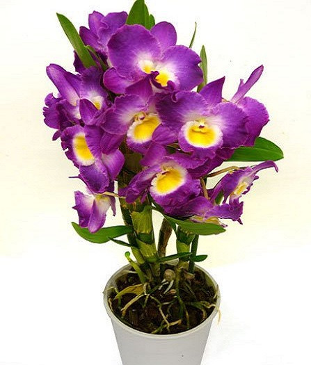 Орхидея Дендробиум АКАТСУКИ (растение)